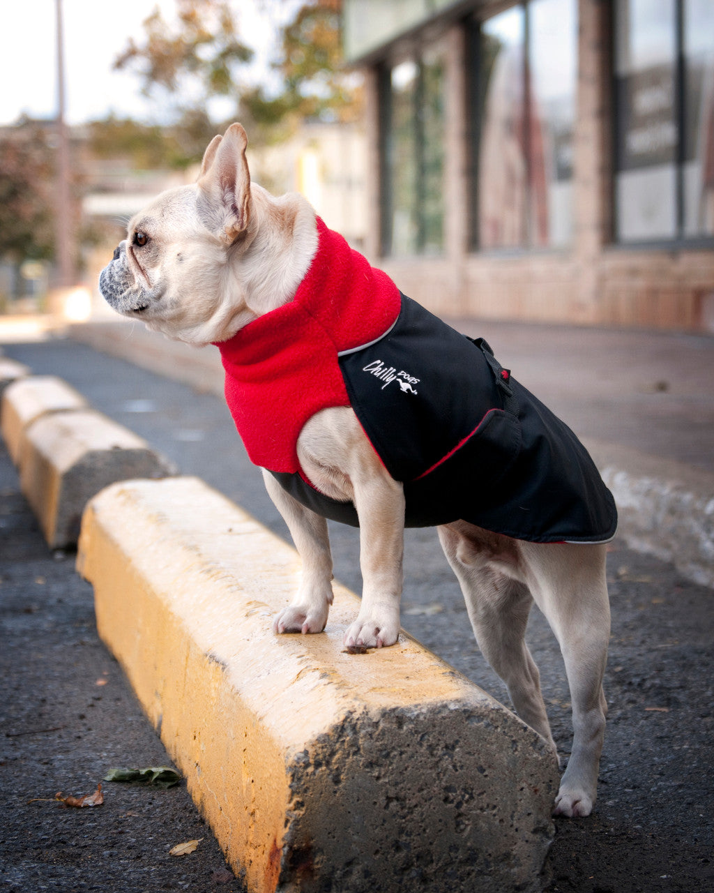 Great White North Winter Dog Coat