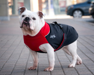 Great White North Winter Dog Coat