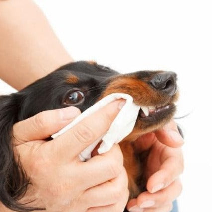 Teeth Cleaning