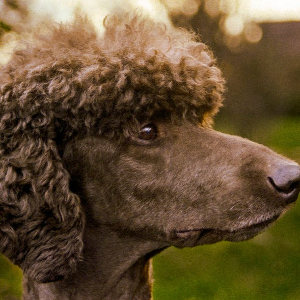 Poodle face