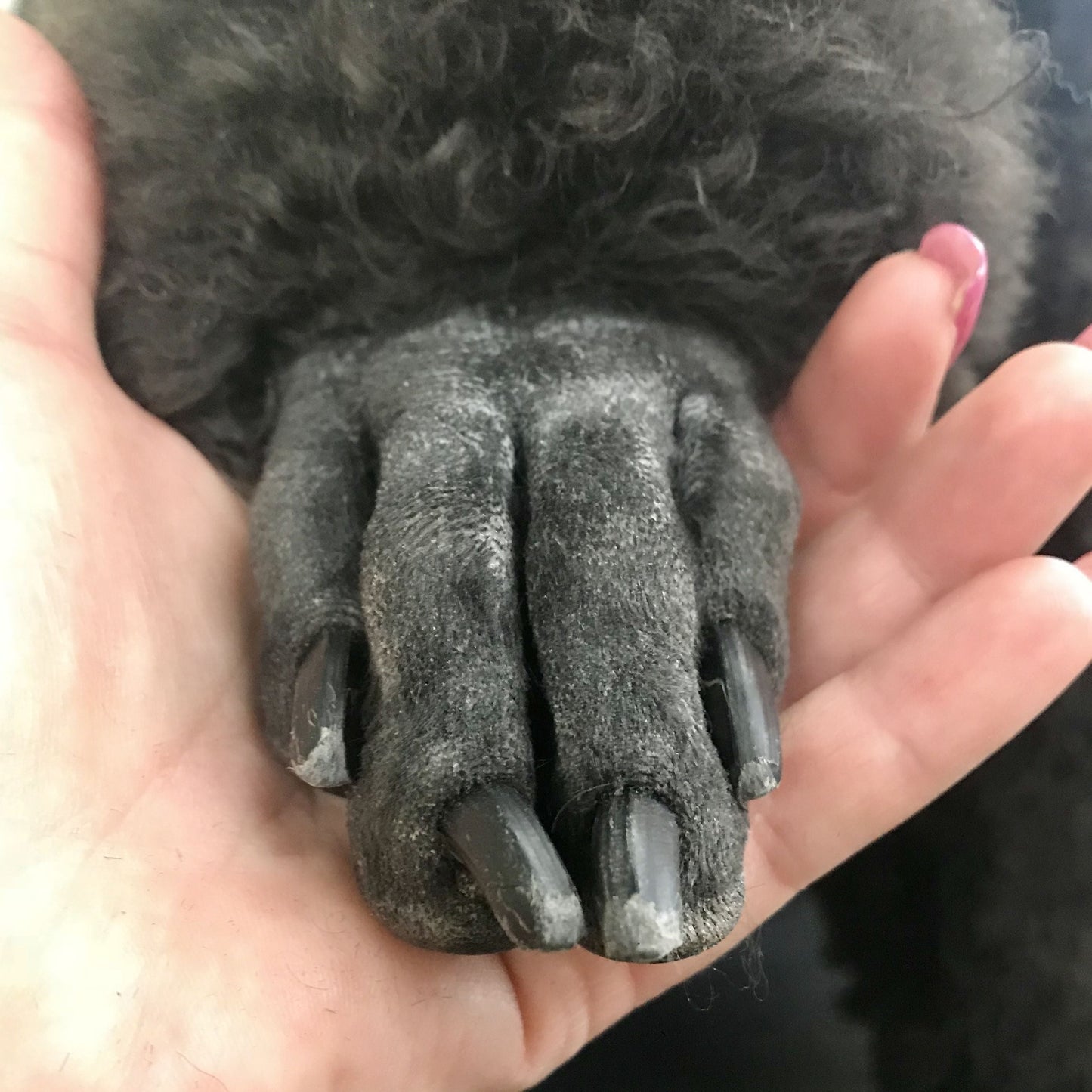 Poodle feet